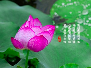 东莞桥头莲湖2004年5月1日