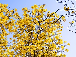 东莞松山湖黄花风铃木