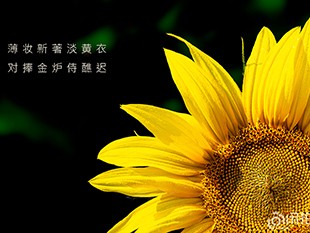 2021年216横沥向日葵